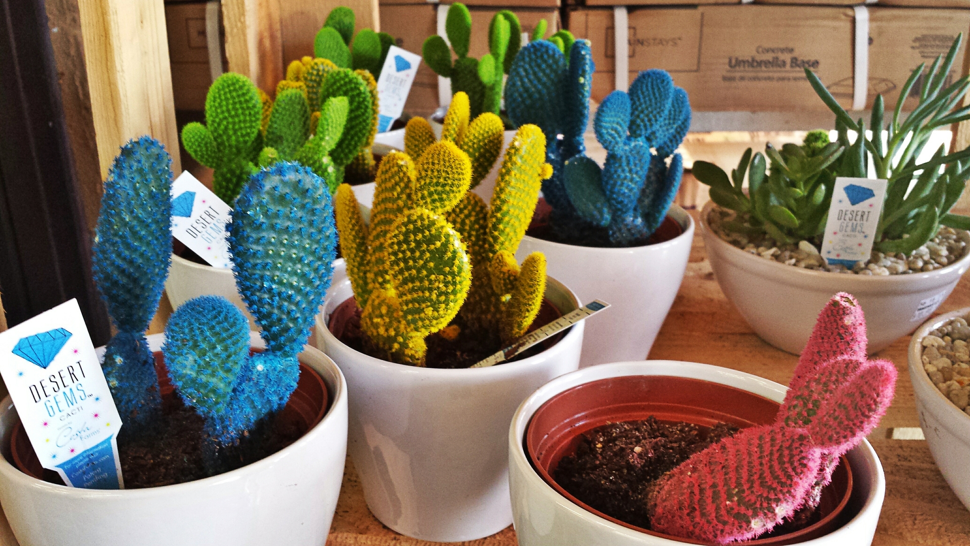 Desert Gem Cacti. Colorful Cacti stock photo by kimberlie.n