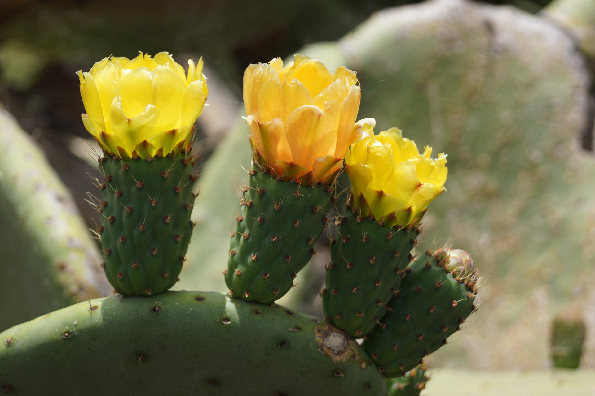 Foap.com: Fleurs jaunes de cactus raquette (Opuntia ... Foap.com: Fleurs jaunes de cactus raquette (Opuntia ...
