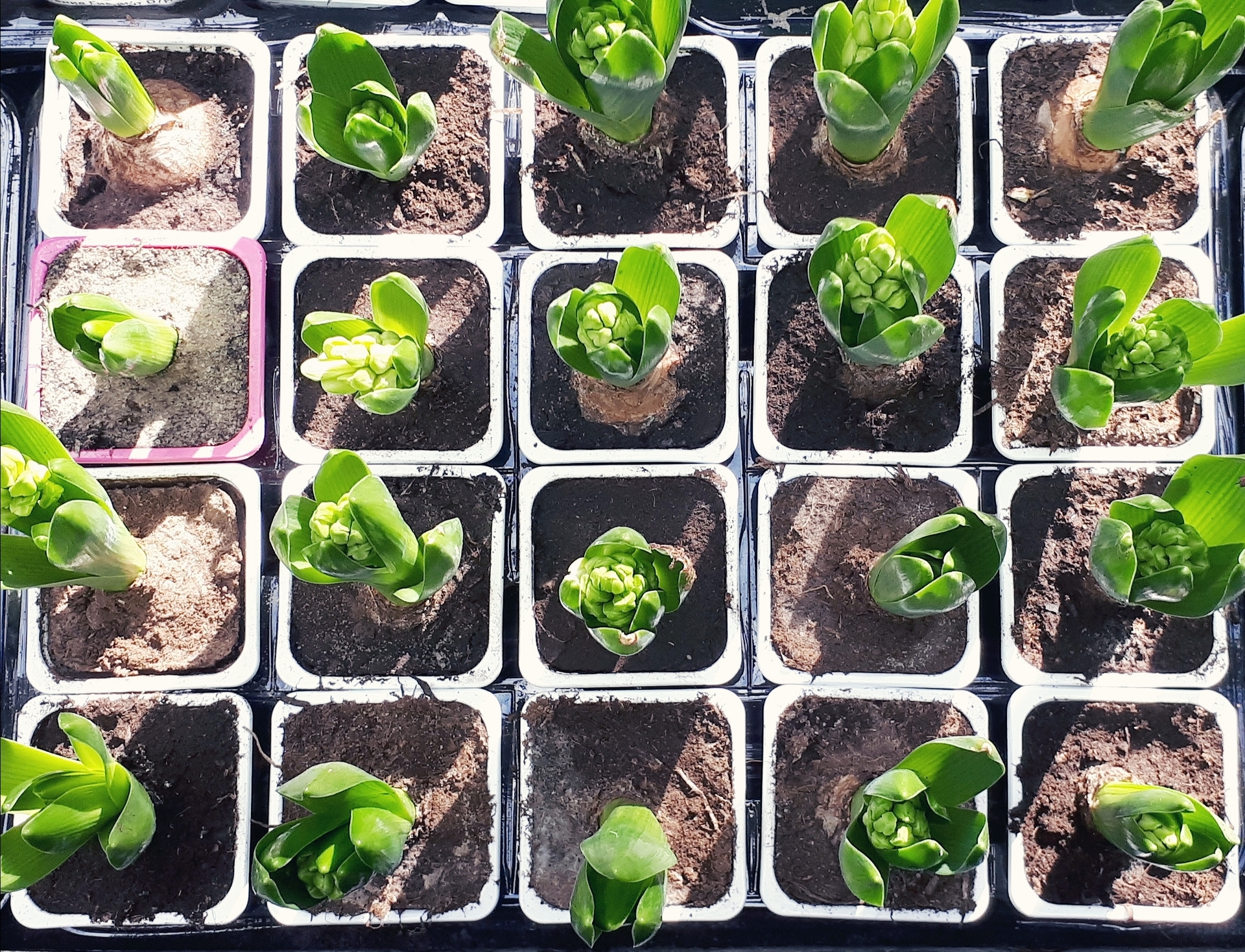 Geometry Series: Rectangle example photo