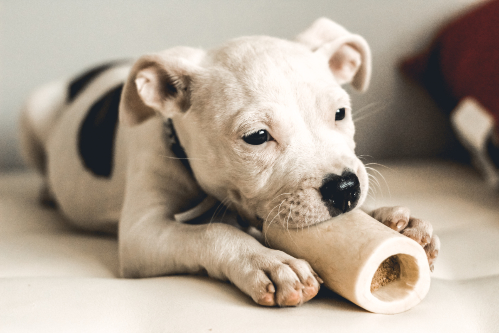 A Dog and its Food 🐶 example photo