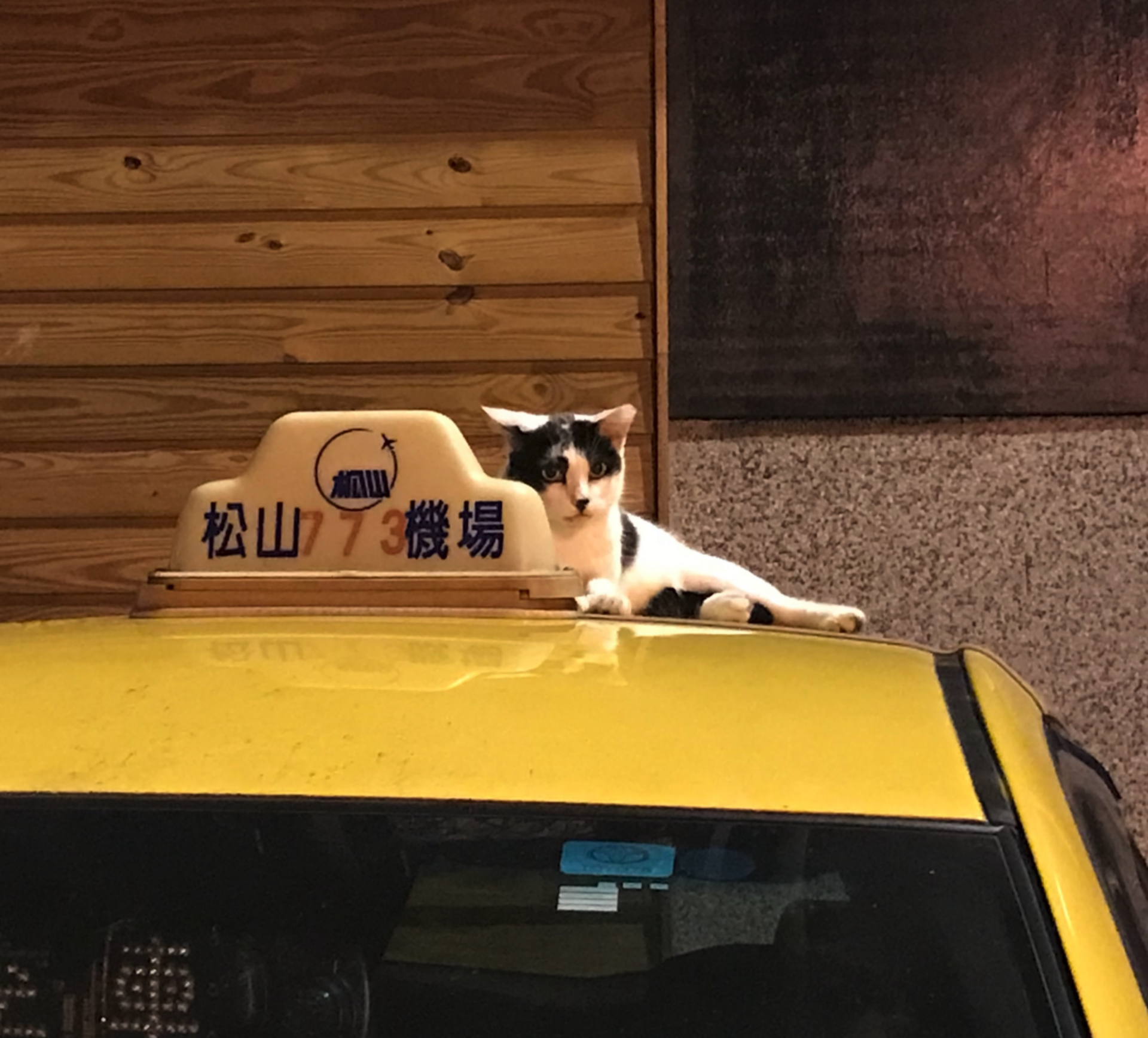 ⏰ Quick Mission: Animals Spotted on a Walk example photo