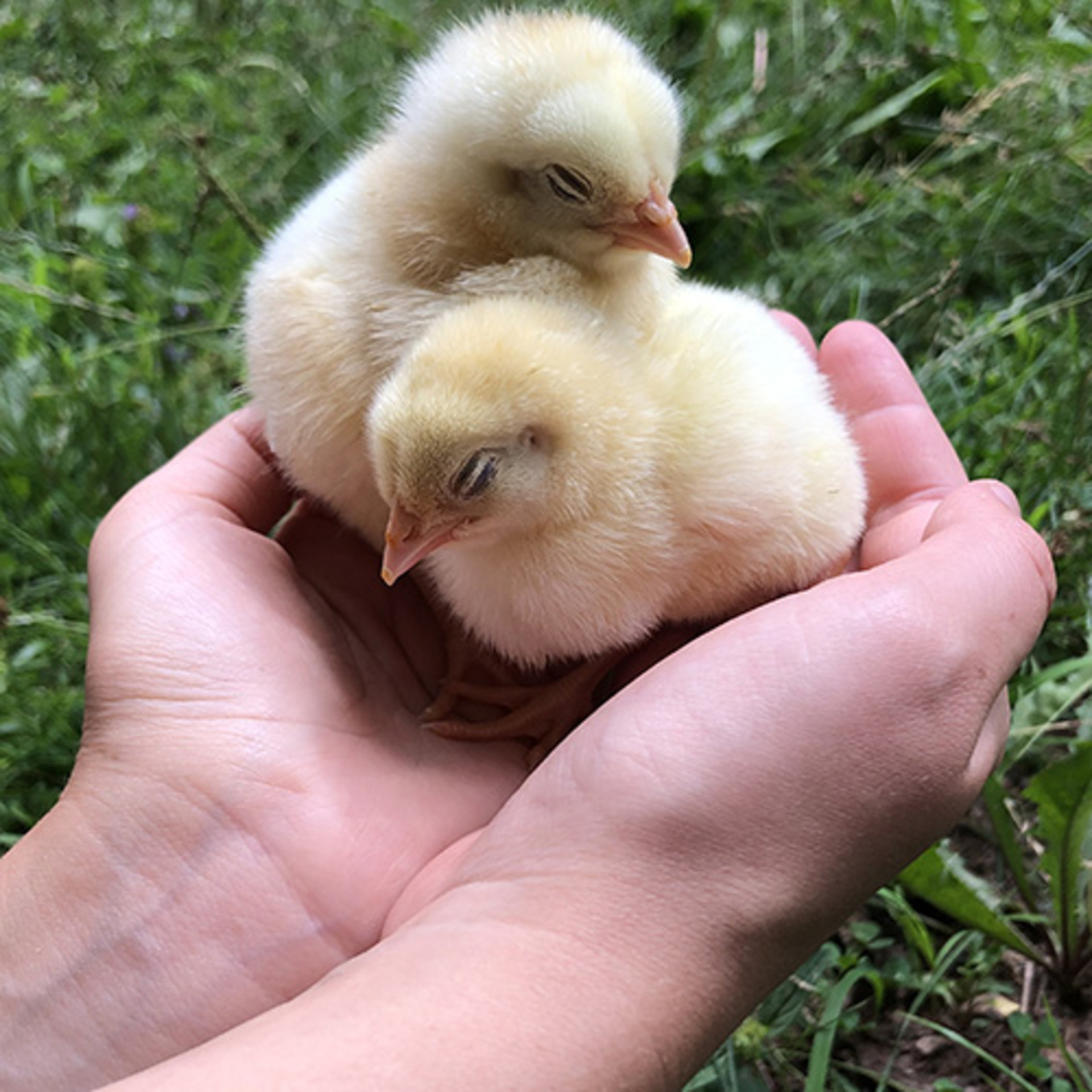 Mobile Series: Animals example photo