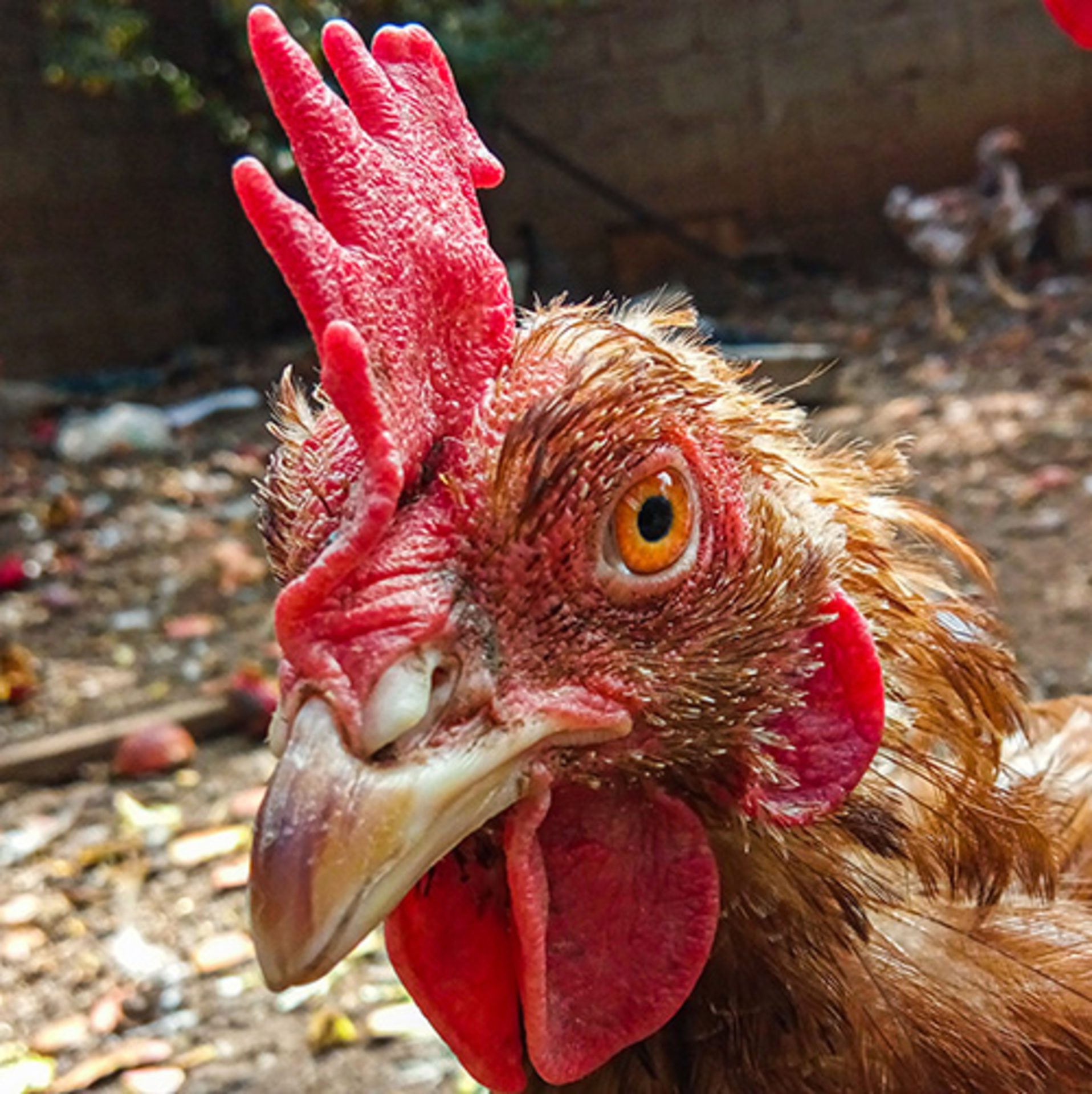 Mobile Series: Animals example photo