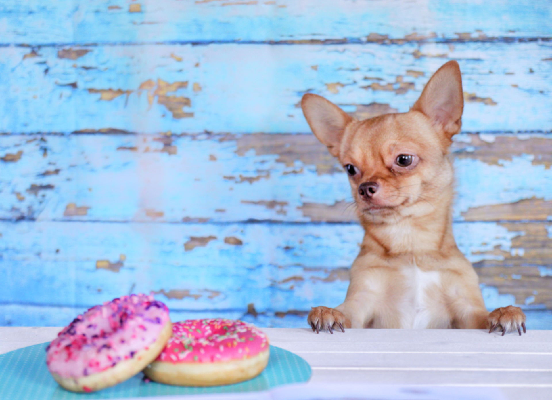 A Dog and its Food 🐶 example photo