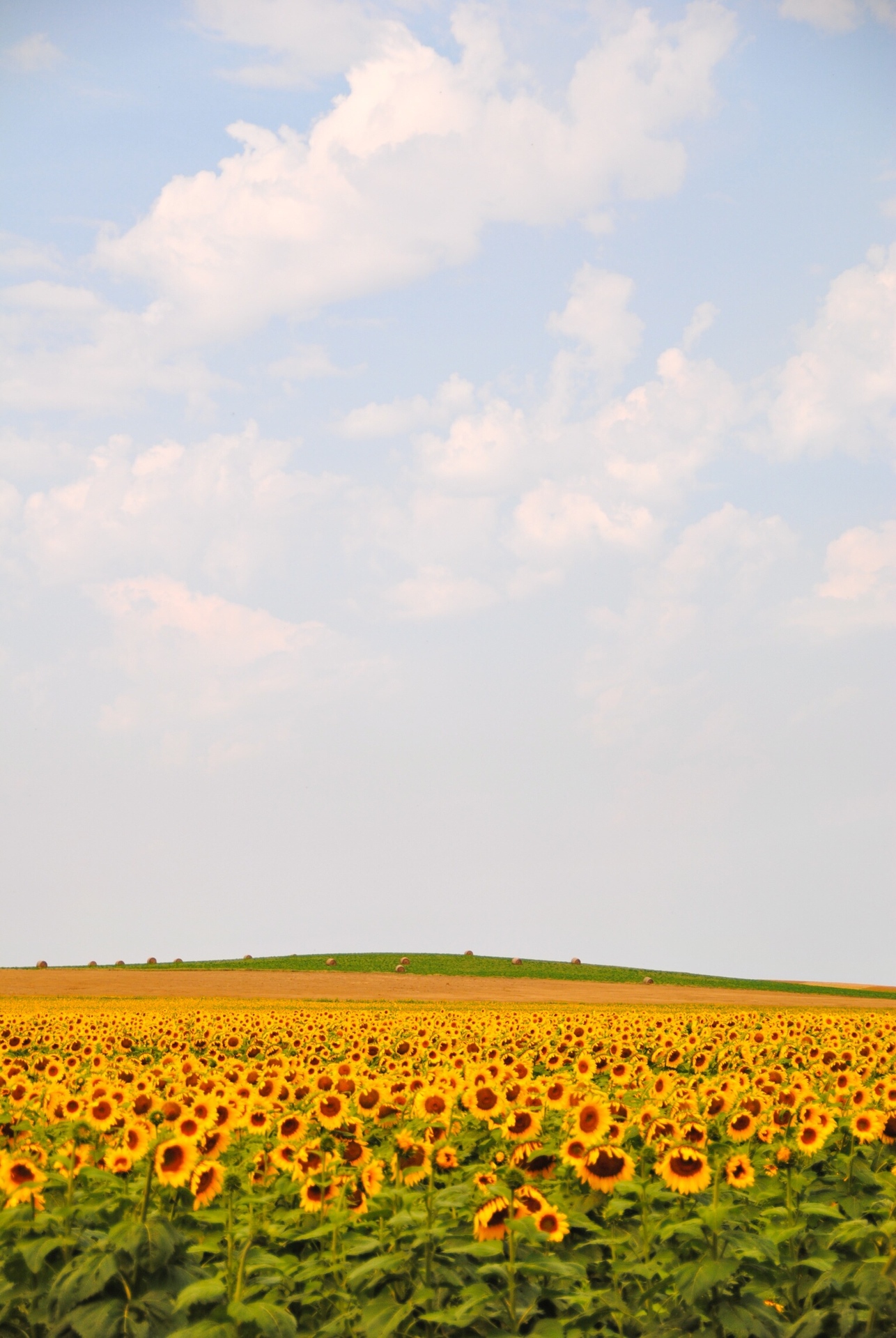 Happy Sunflowers  example photo