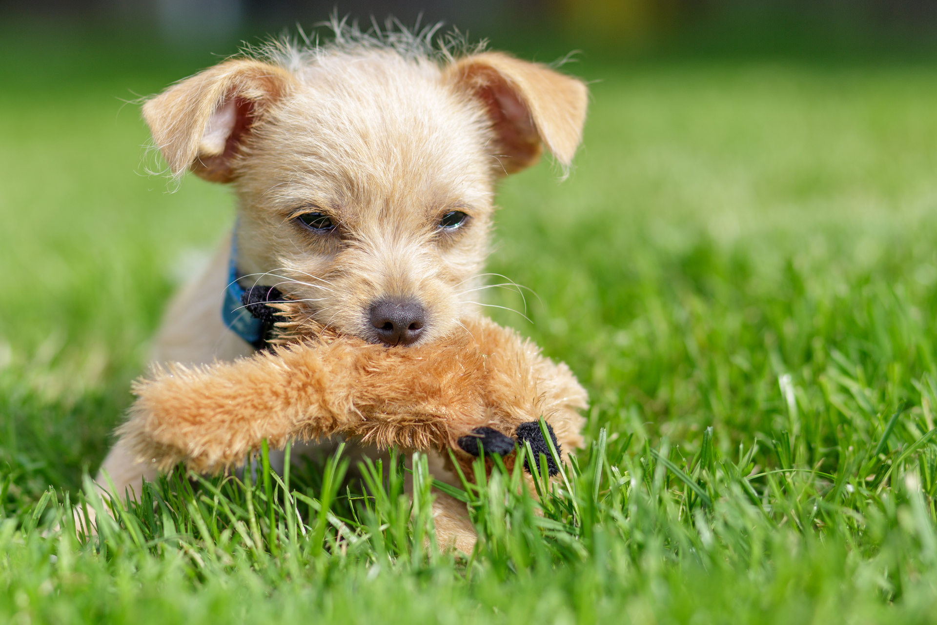 Summer pets example photo