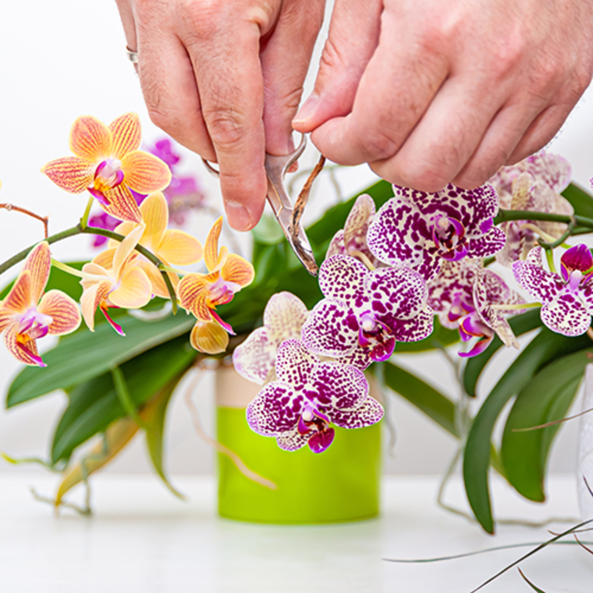 Mobile Series: Plants example photo