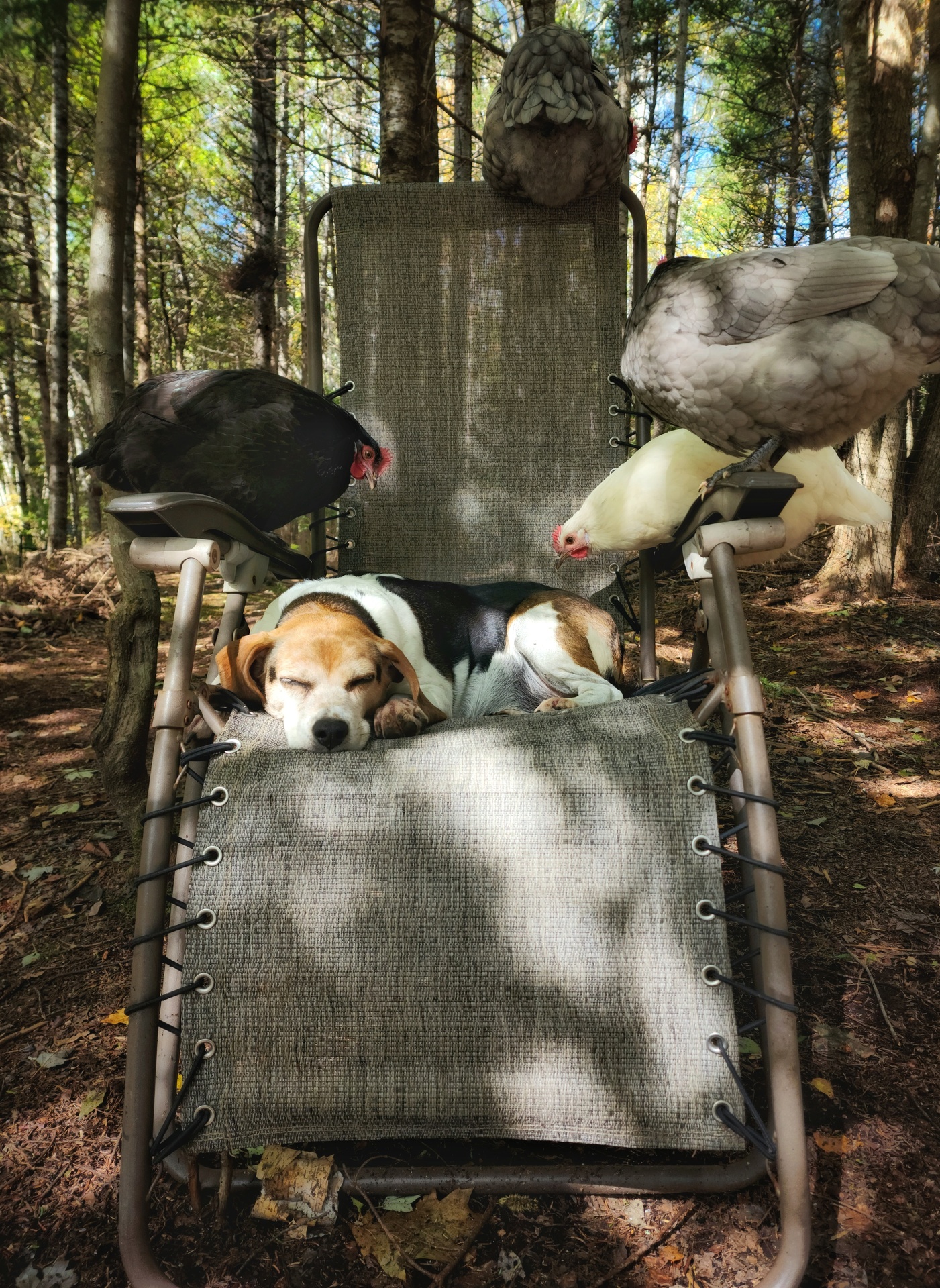 Pup nap! example photo