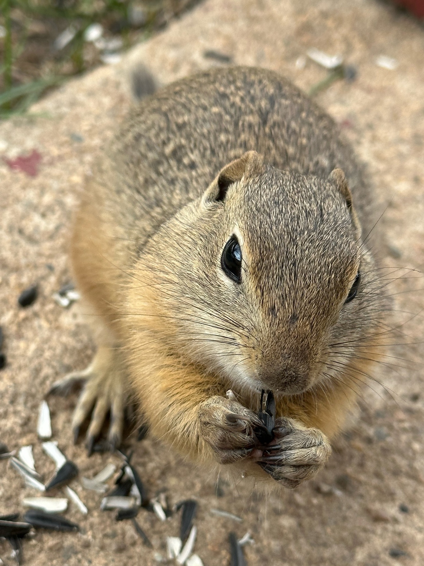 Pet's dinner time example photo