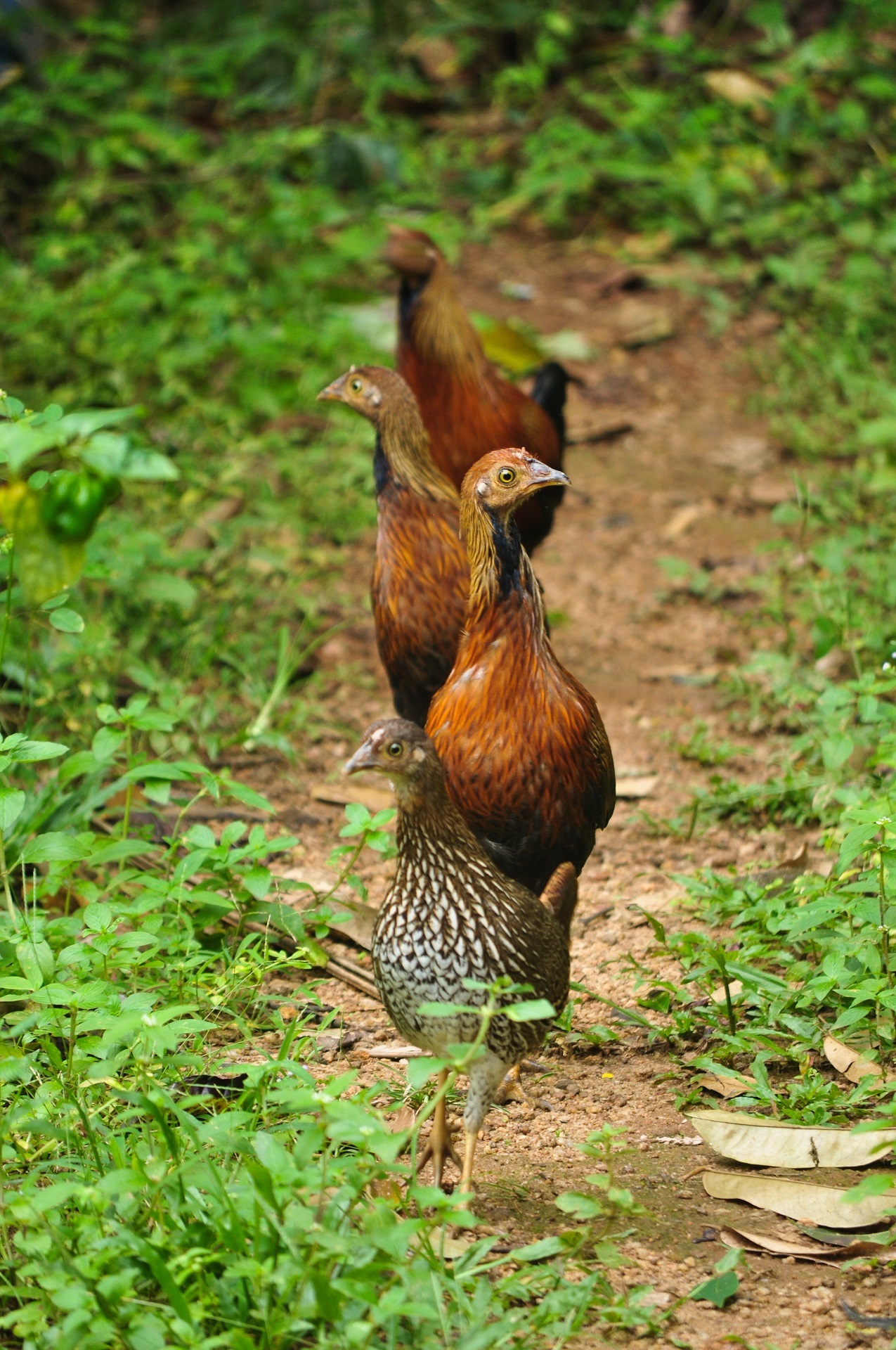 Animals captured on camera example photo