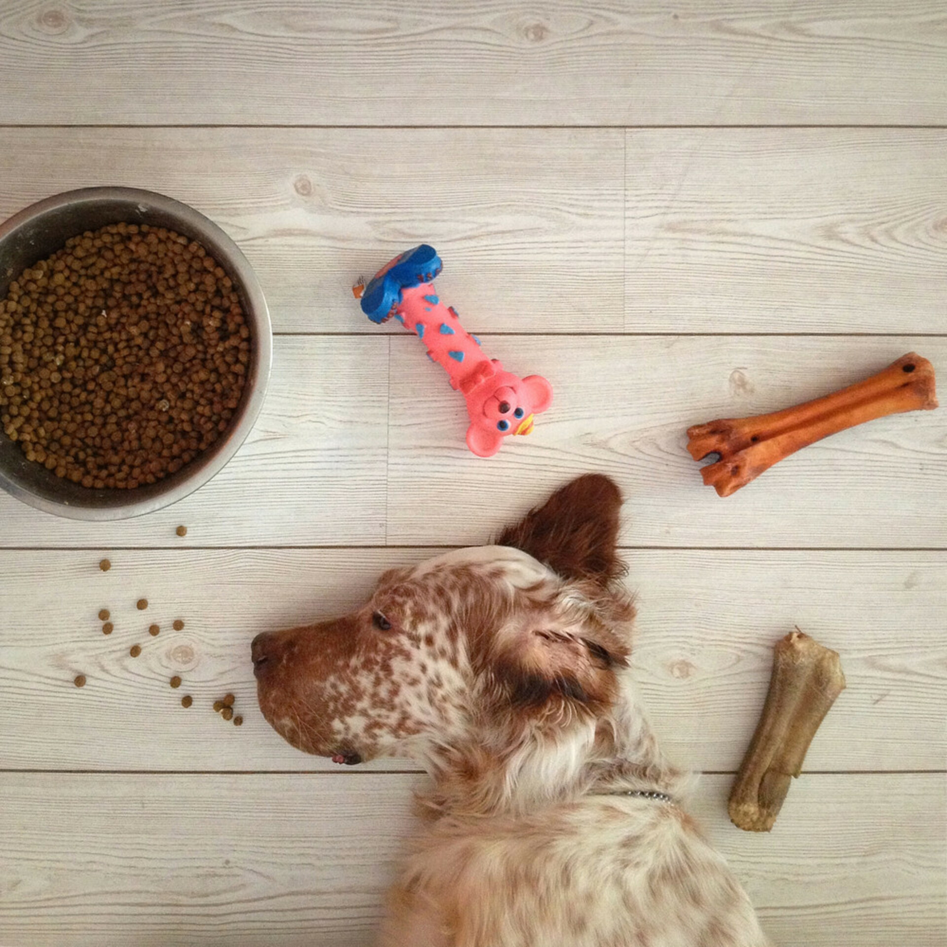 A Dog and its Food 🐶 example photo