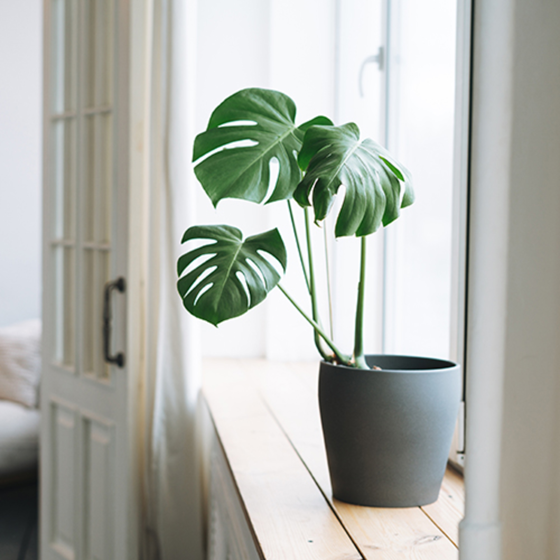 Mobile Series: Plants example photo