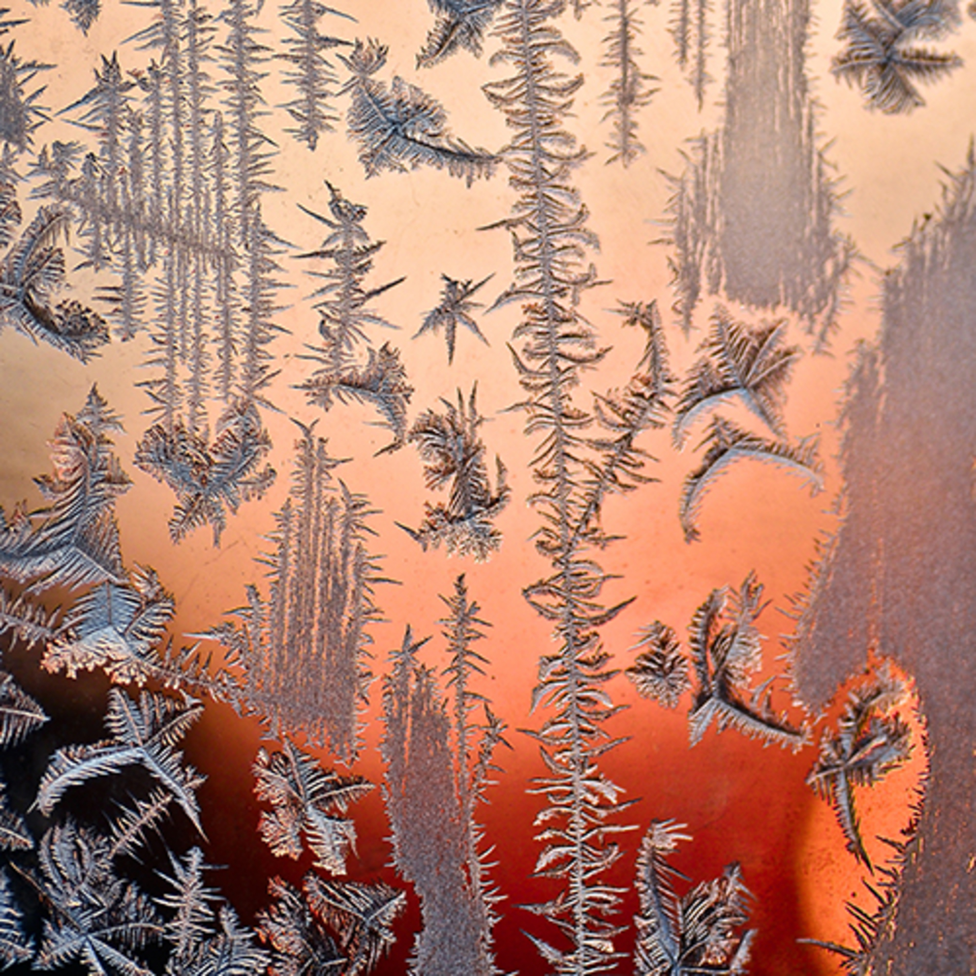 Frosty Marvels: Nature's Icy Artistry example photo