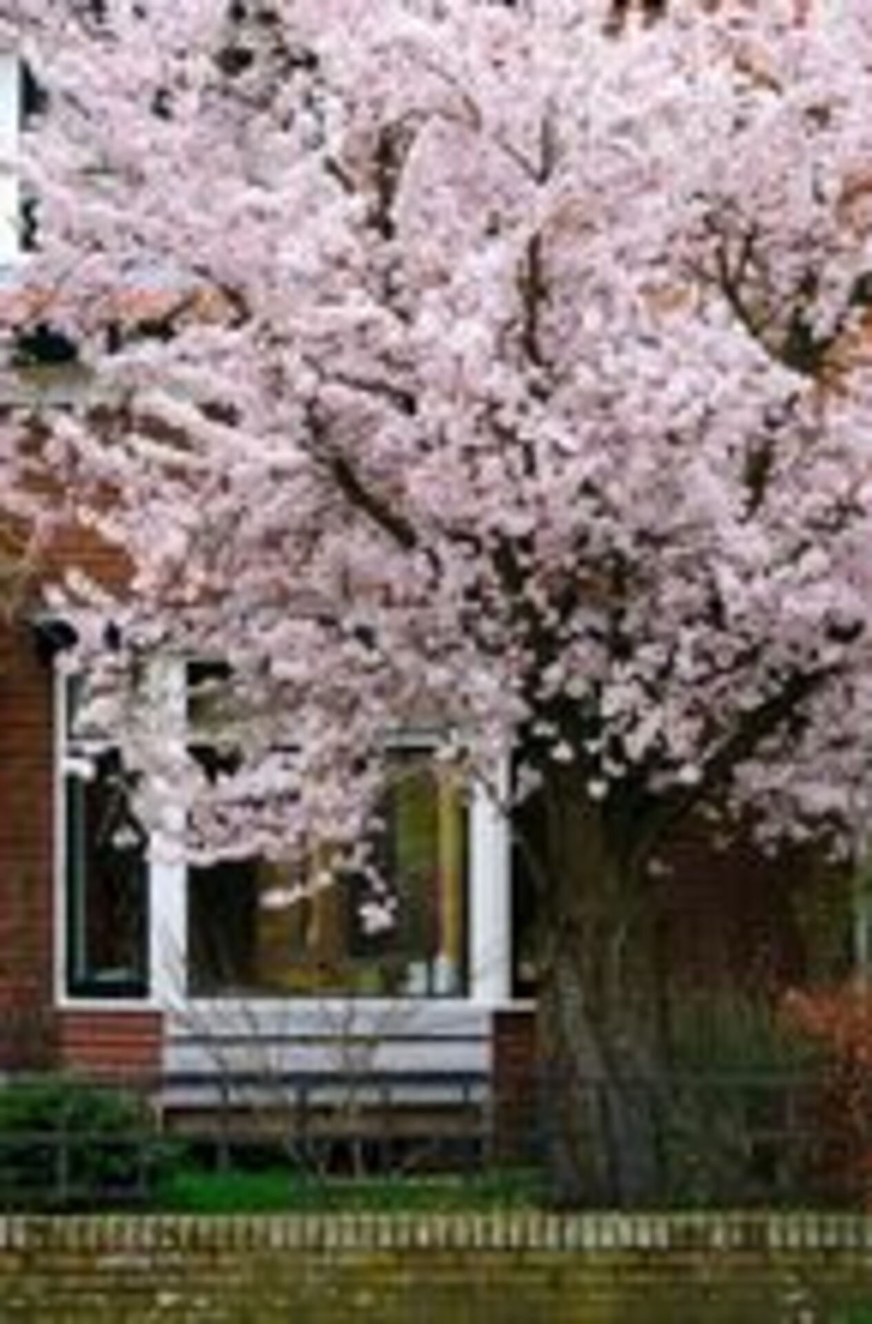 Battle: Summer vs. Spring example photo