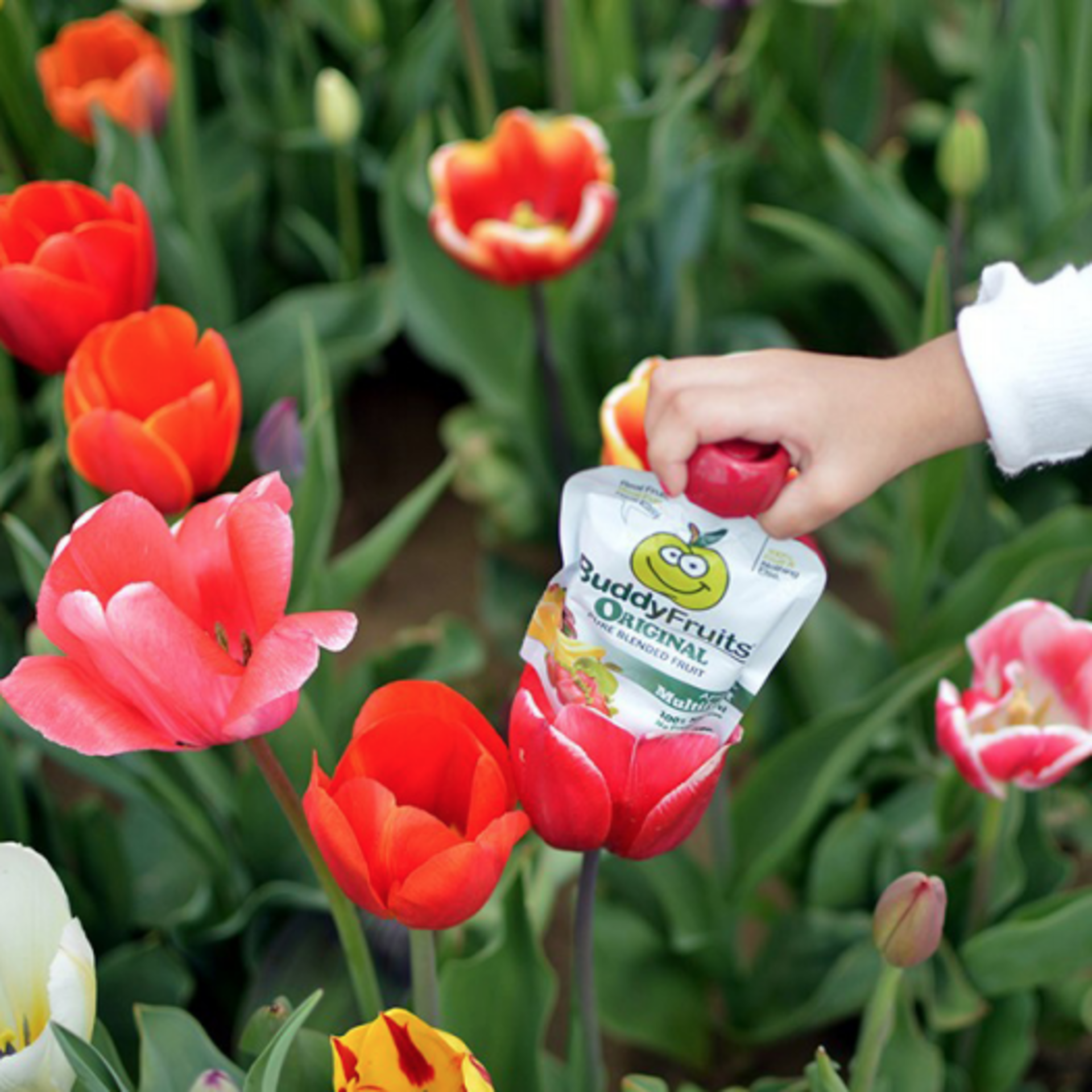 Lil' Buddies example photo