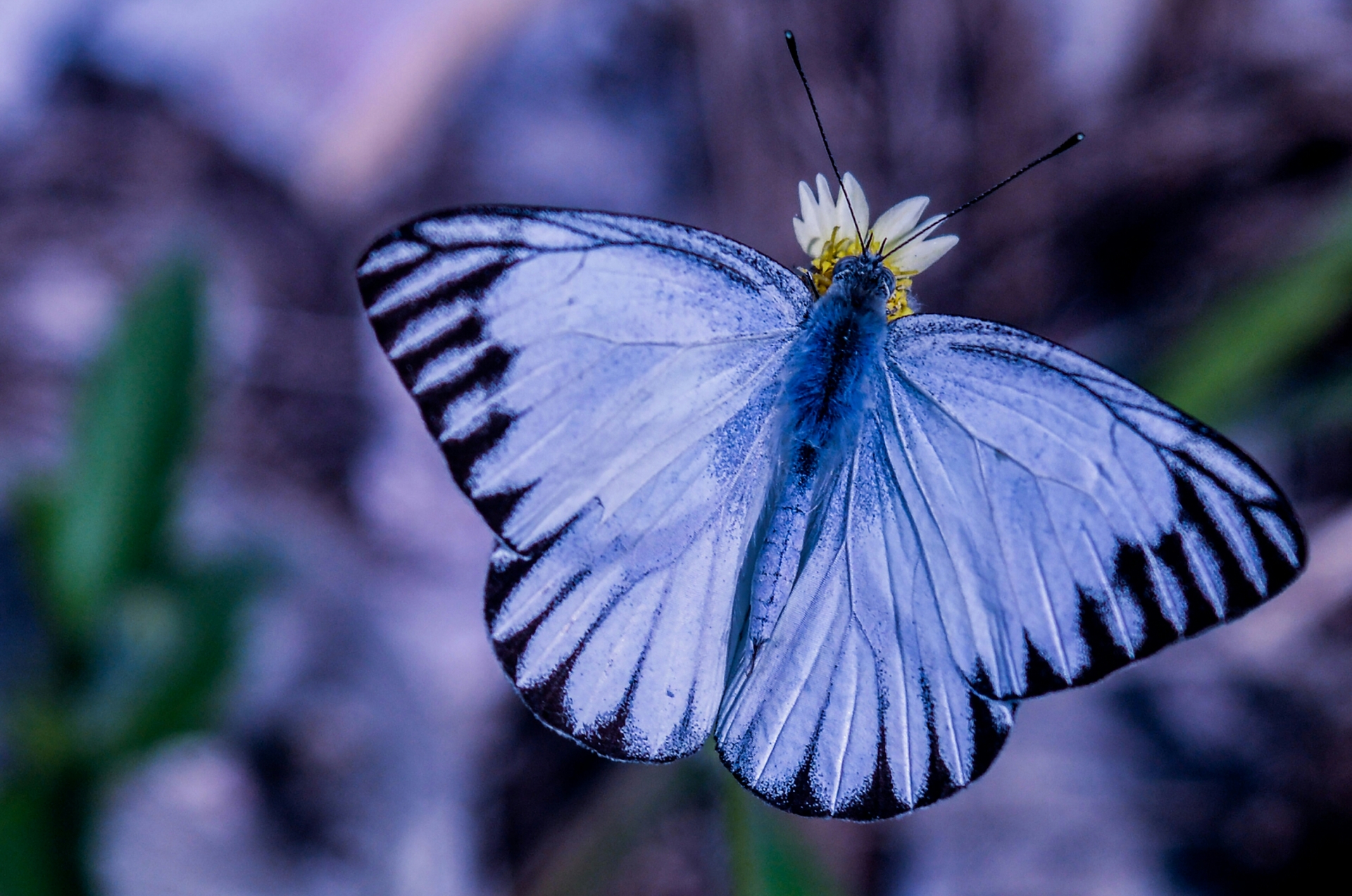 Butterflies fly away  example photo