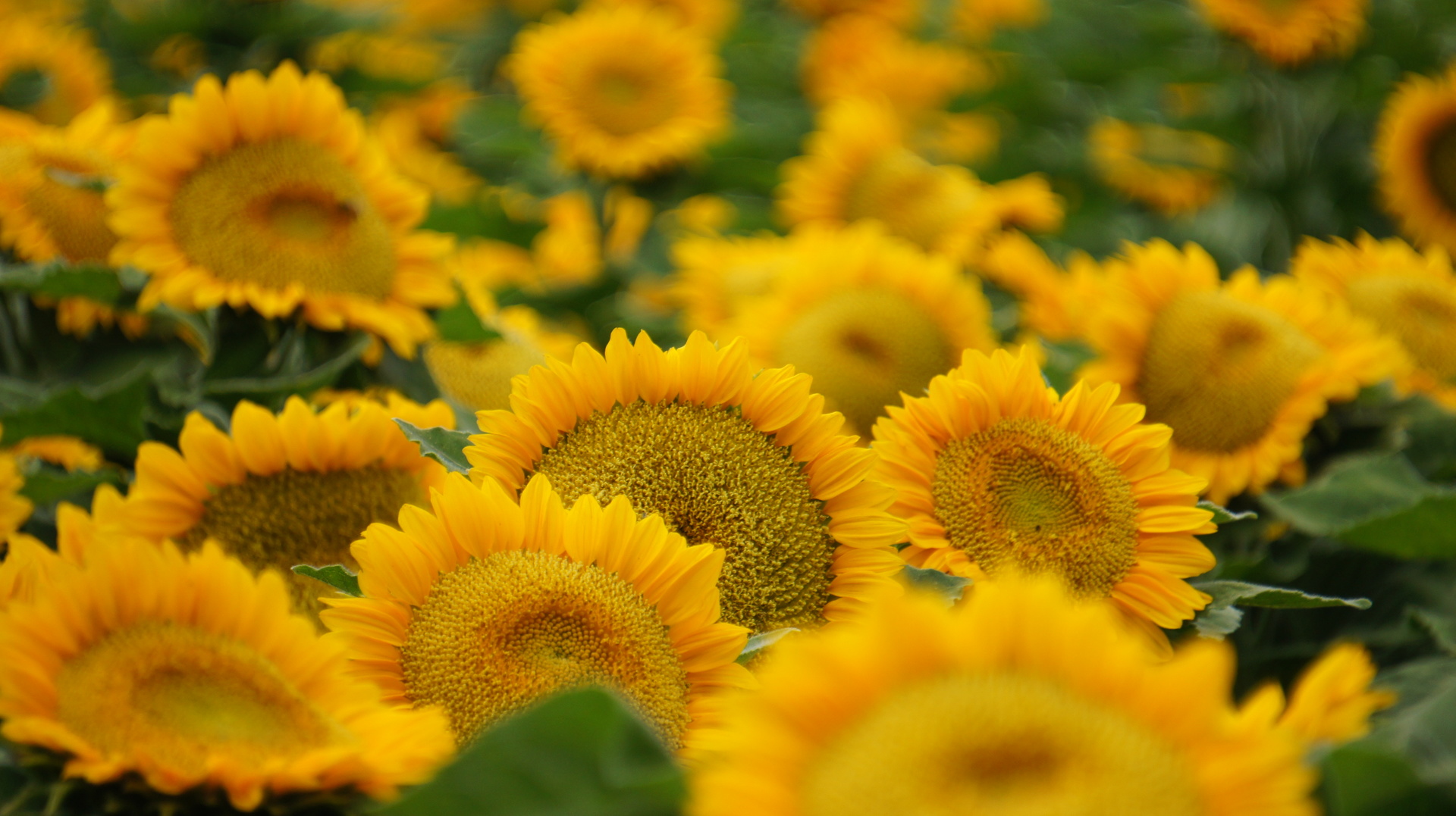 Happy Sunflowers  example photo
