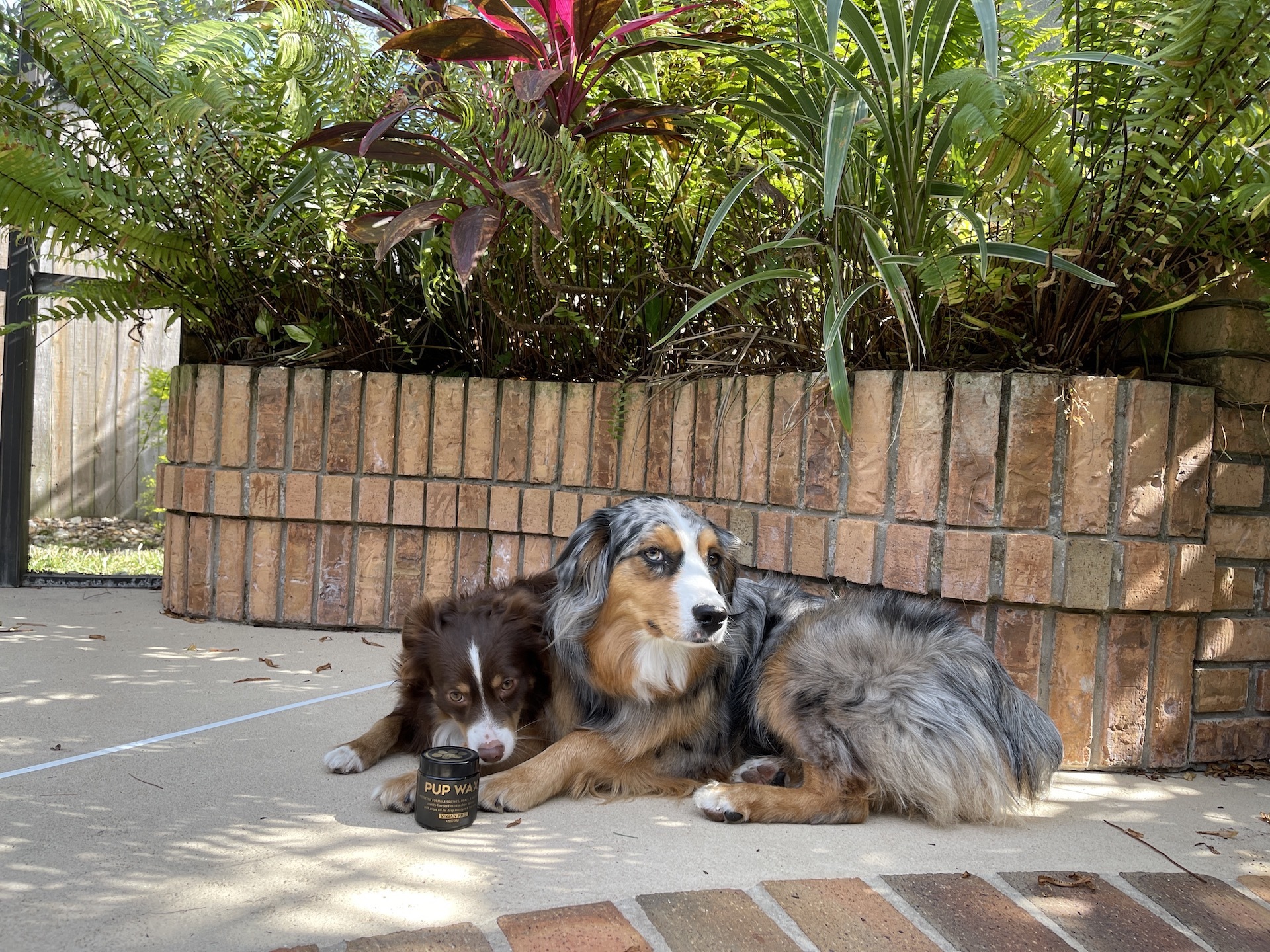 Pup Safe and Fun example photo