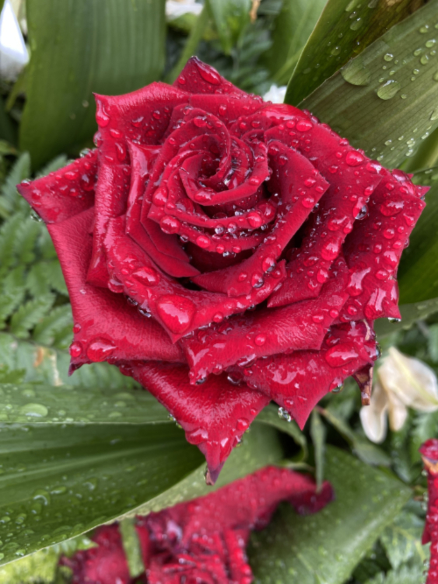 Viva Magenta! Pantone's Color of the Year 2023 example photo